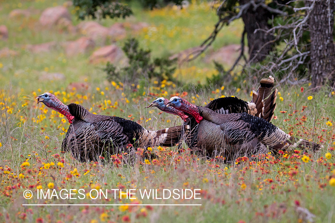 Rio Grande Turkeys in habitat.