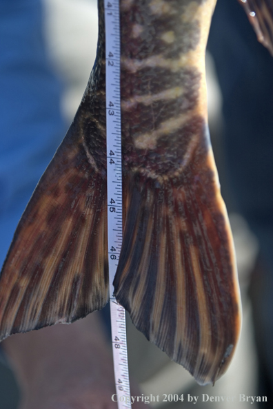 Close-up of pike tail with measuring tape.