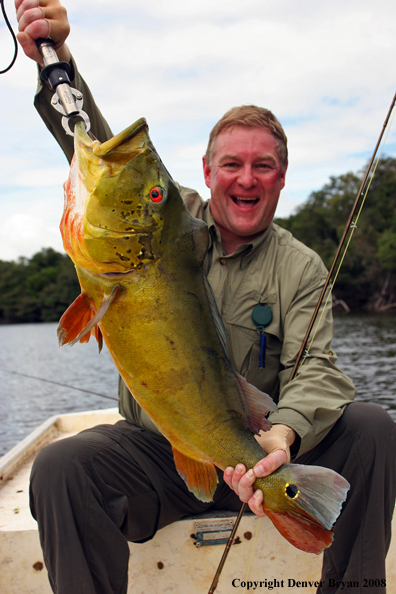 Flyfisherman with peacock bass