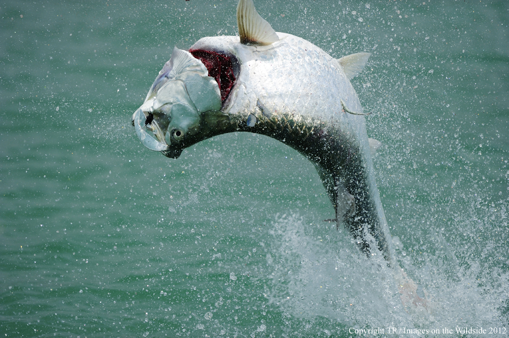 Tarpon jumping out of water. 