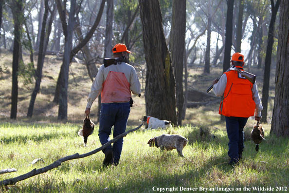 Upland game hunters in field with dogs, Hawaii. 