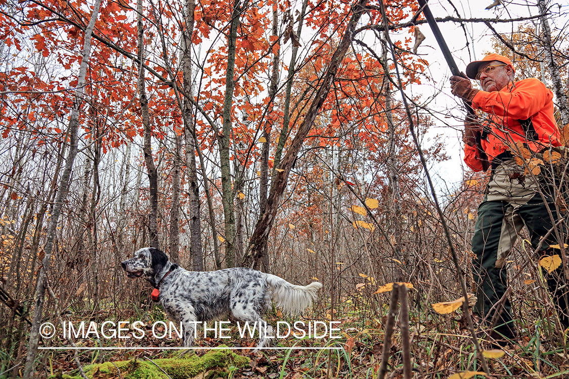 Grouse hunter coming up behind English Setter on point.