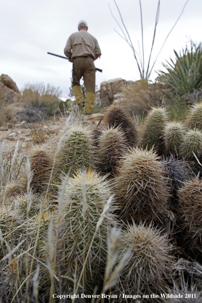 Upland game bird hunter hunting desert quail in Arizona.