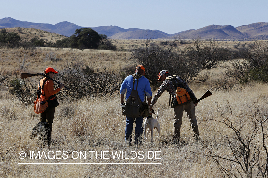 Upland game bird hunters with dogs in field.