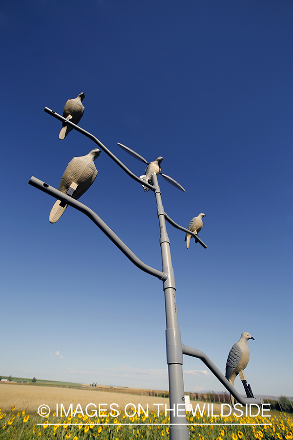 Dove decoy on tree stand in sunflower field.