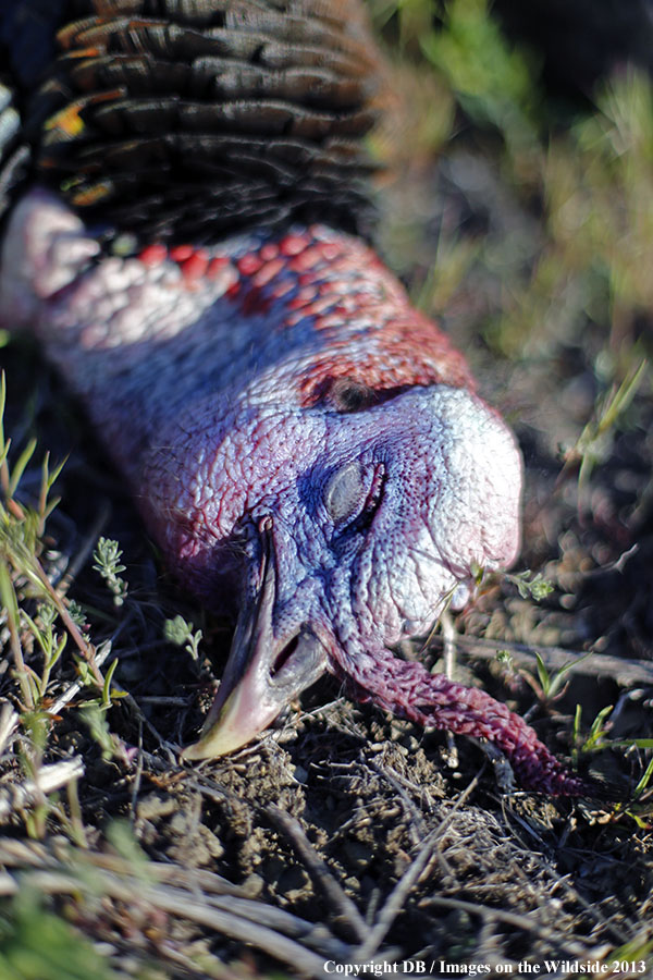 Recently killed turkey.