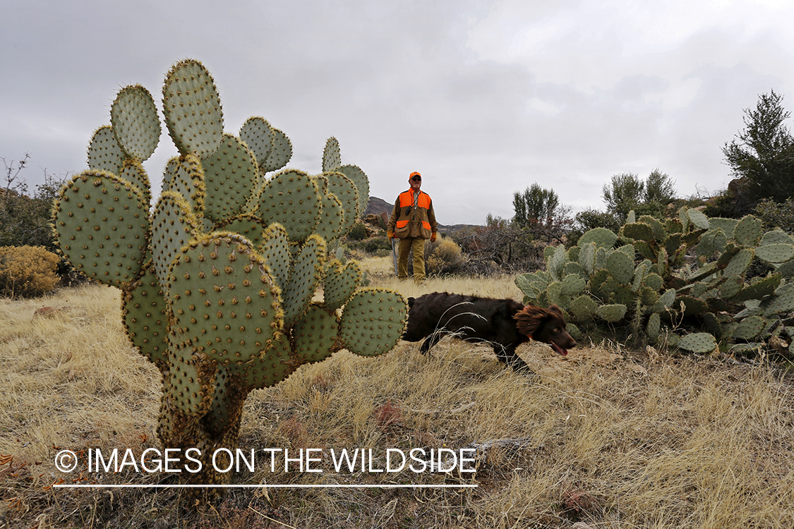 Quail hunter hunting Gambel's Quail in Arizona.