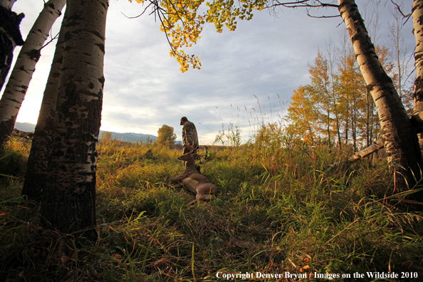 Bowhunter dragging downed white-tailed buck.