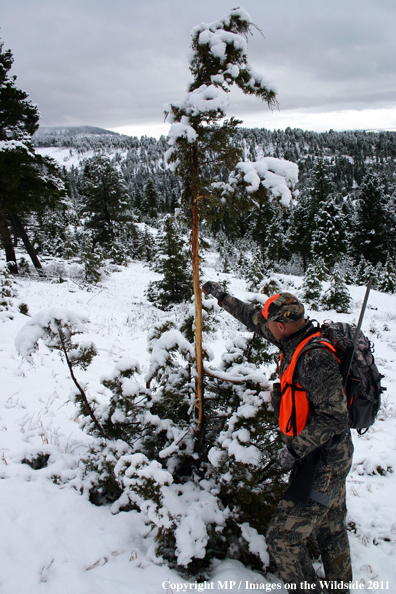 Big game hunter investigating an elk rub on a tree.