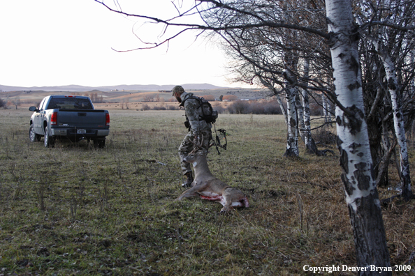 Bowhunter with bagged whitetail buck.