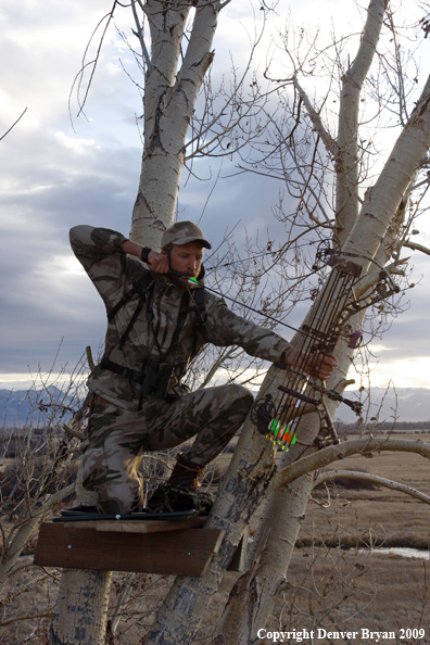 Bowhunter aiming bow from tree stand.
