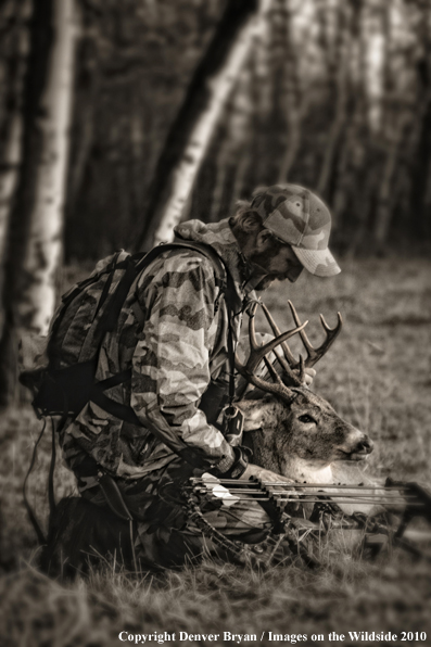 Bowhunter with bagged whitetail buck. (Original image # 11049-016.56D)