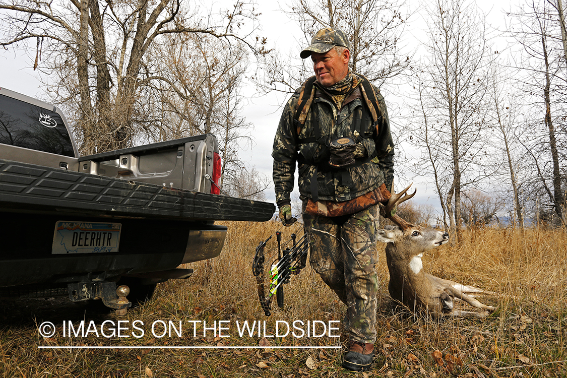 Bowhunter dragging bagged white-tailed buck.
