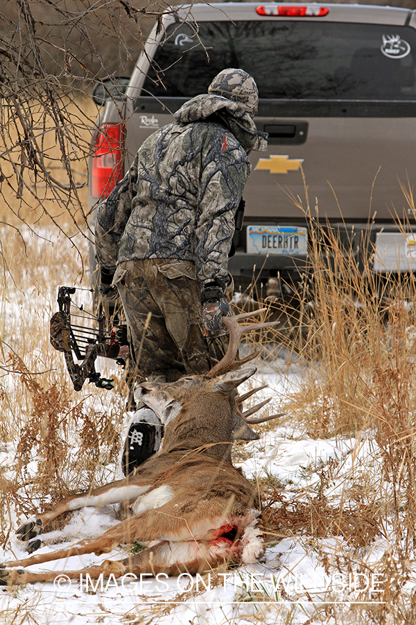 Bowhunter dragging bagged white-tailed buck.
