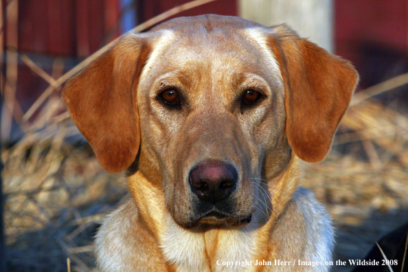 Yellow Labrador Retriever