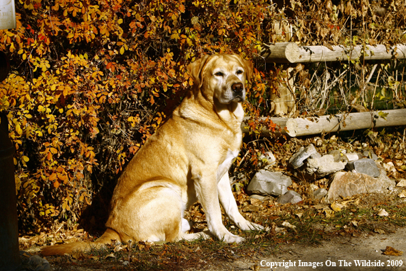 Yellow Labrador Retriever