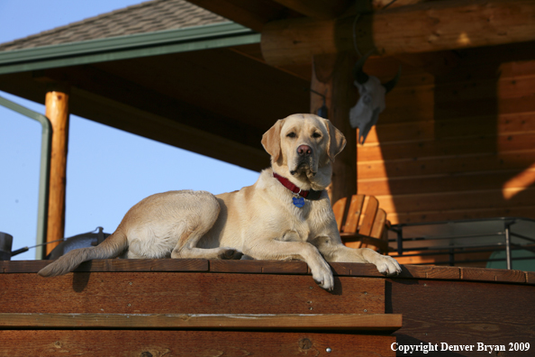 Yellow Labrador Retriever on deck