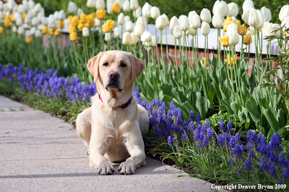 Yellow Labrador Retriever by flowers