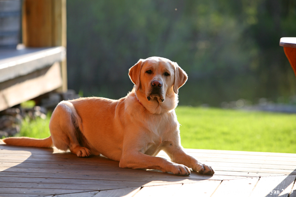 Yellow Labrador Retriever on deck