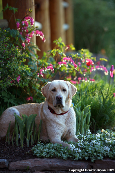 Yellow Labrador Retriever by flowers