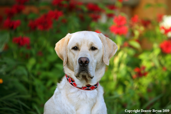 Yellow Labrador Retriever by flowers