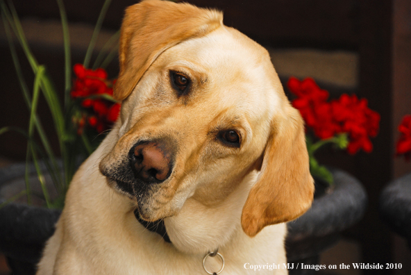 Yellow Labrador Retriever