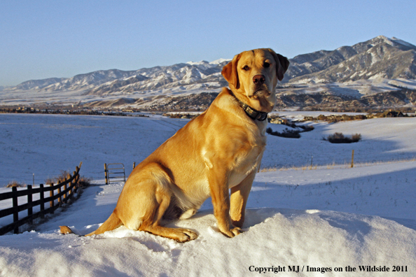 Yellow Labrador Retriever in winter