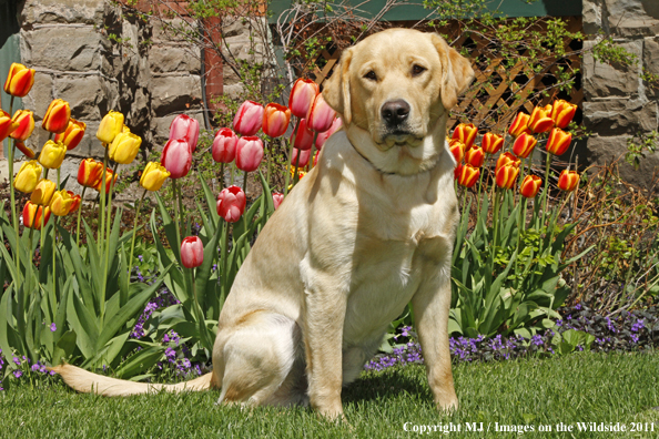 Yellow Labrador Retriever.