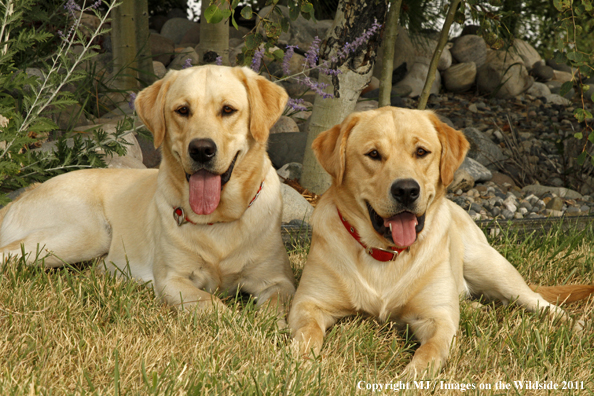 Yellow Labrador Retrievers.