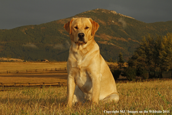 Yellow Labrador Retriever.