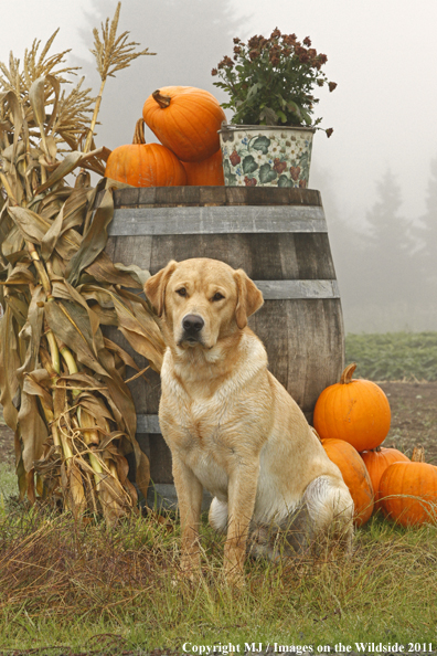 Yellow Labrador Retriever with pumpkins.