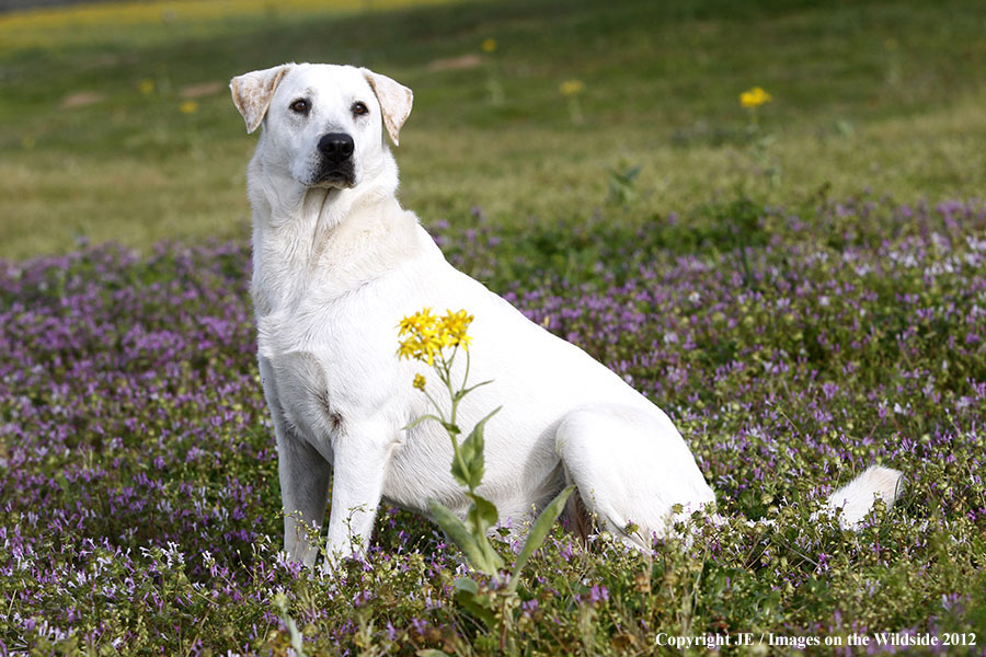 Yellow Labrador Retriever