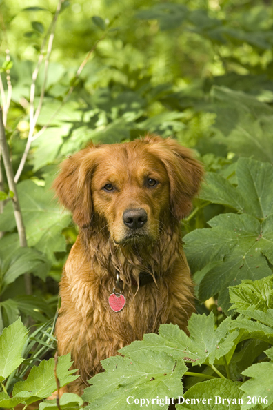 Golden Retriever sitting on deck.