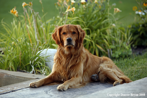 Golden Retriever 