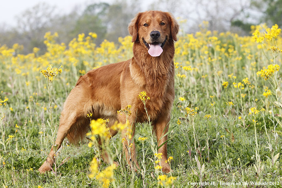Golden Retriever.