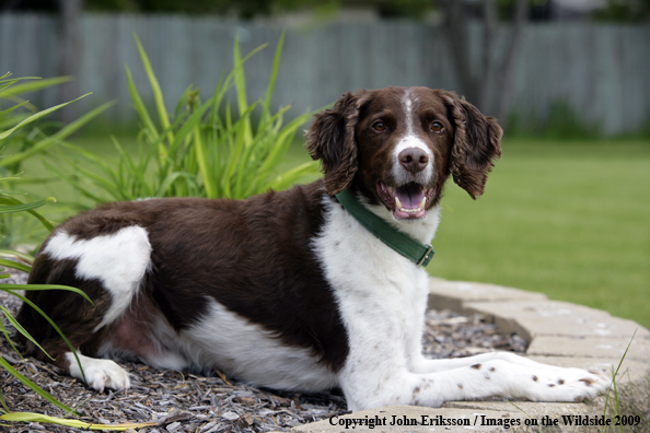 Brittany Spaniel in yard