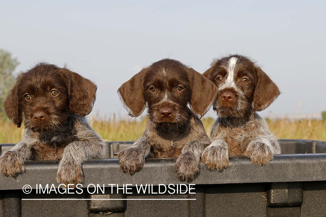 German Wirehair Pointer puppies
