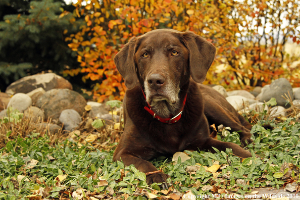 Chocolate Labrador Retriever