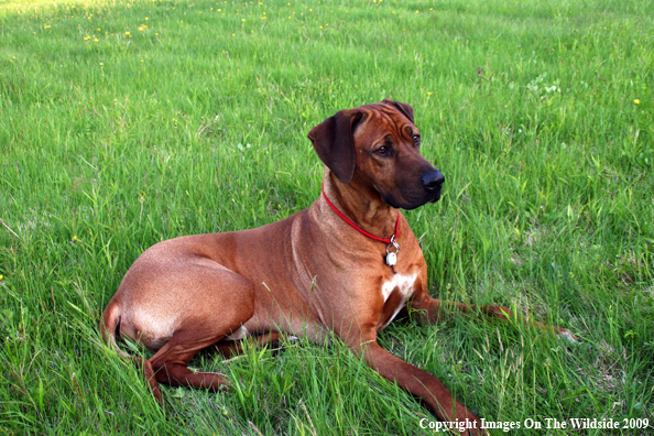 Rhodesian Ridgeback