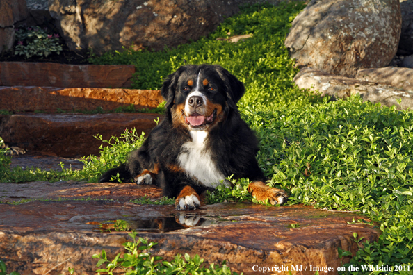 Bernese Mountain Dog. 