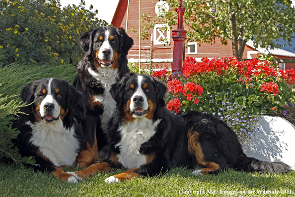 Bernese Mountain Dogs.