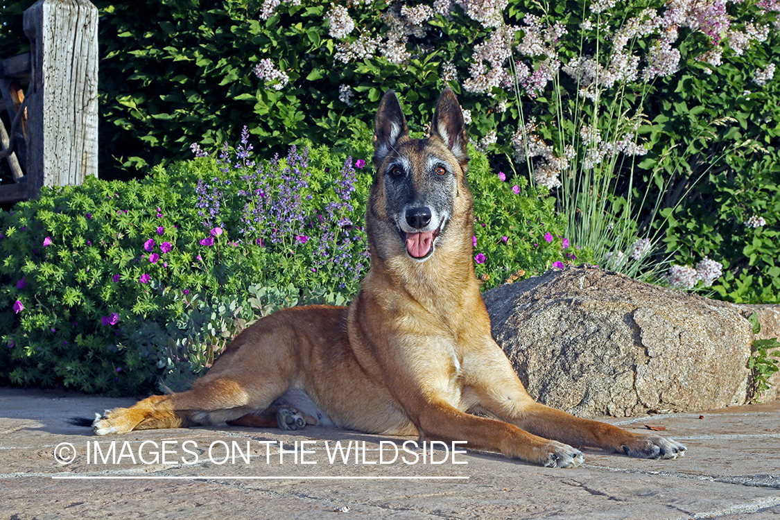 Belgian Shepard Malinois sitting on stone floor.