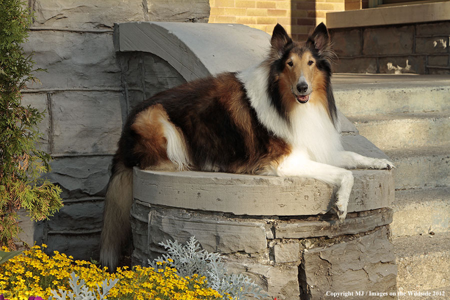 Collie in yard.
