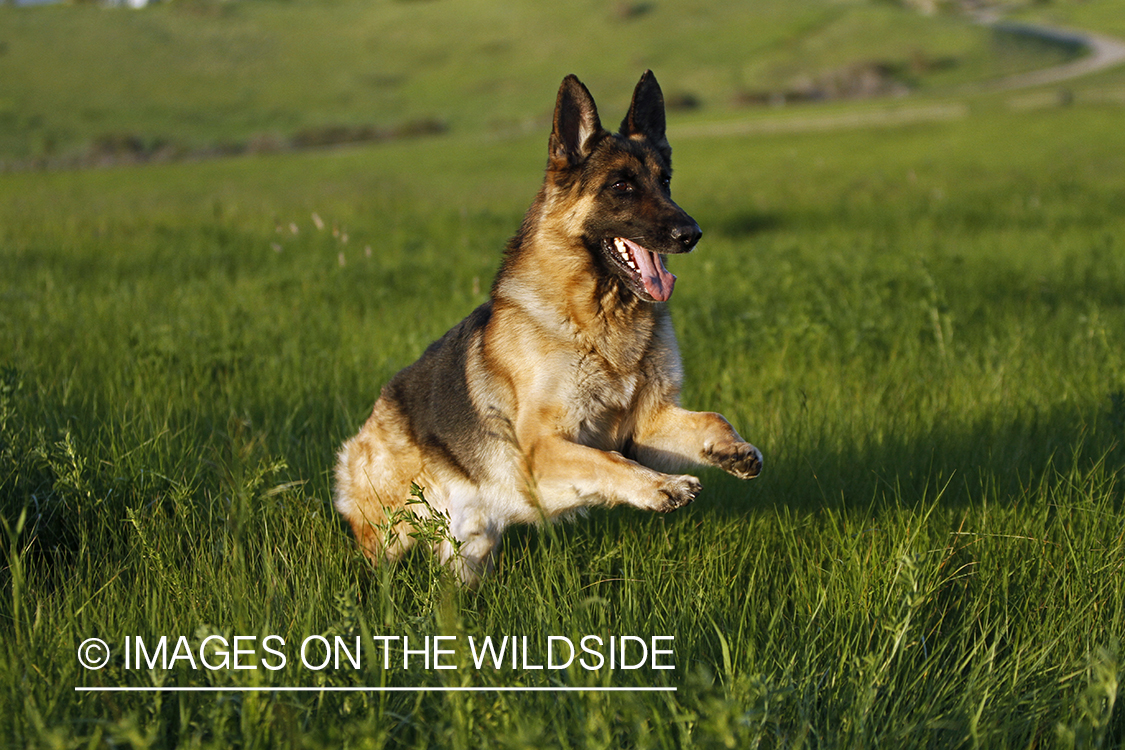 German Shepherd running in field. 