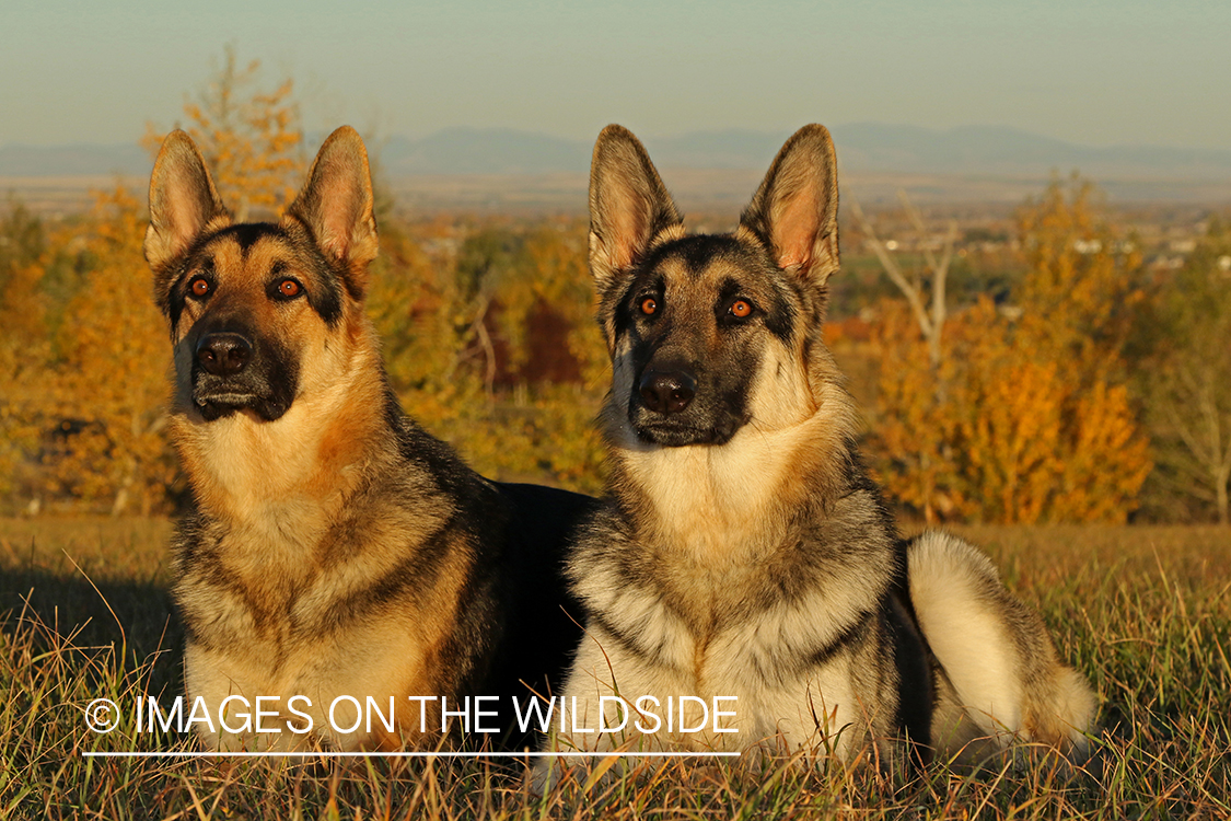 German Shepherds in grass.