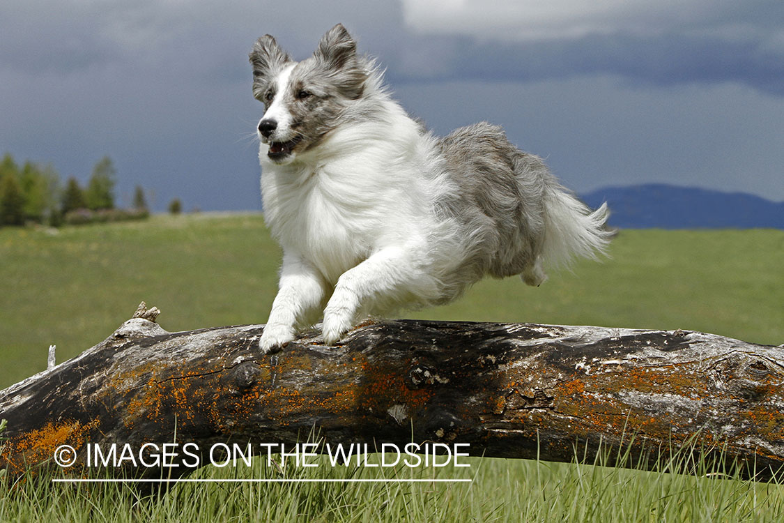 Sheltie jumping over a log.
