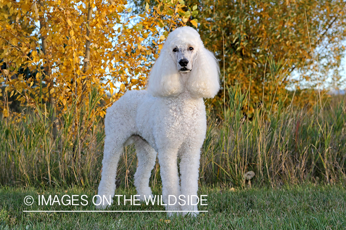 Standard Poodle in front of fall trees.