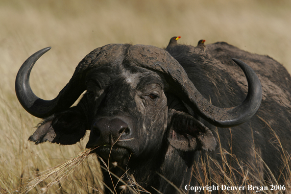 African Cape Buffalo
