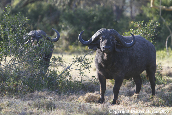 African Cape Buffalo