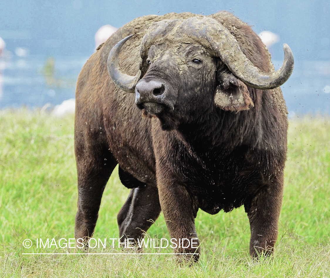Cape Buffalo Bull in habitat.